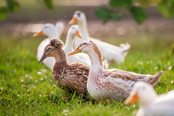 A group of ducks are standing in a grassy area by a body of water.