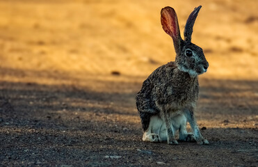 Riverine rabbit (Bunolagus monticularis) in the early morning light on Dithebaneng Drive.