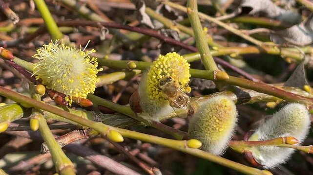 Bienen auf Weidenk&auml;tzchen.
