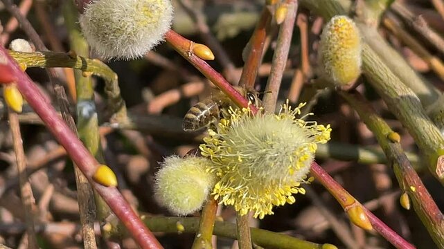 Bienen auf Weidenk&auml;tzchen.