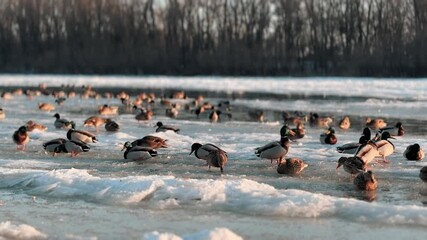 Spring weather in winter on a lake with wild ducks and birds swimming in icy water. Glacial ice chunks in the wild with animals and sun rays. Global warming and pressed water