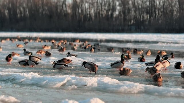 Spring weather in winter on a lake with wild ducks and birds swimming in icy water. Glacial ice chunks in the wild with animals and sun rays. Global warming and pressed water