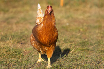 close up colorful magnificent hen from the front, colorful chicken in the morning sun, chicken in the grass, chickens in the meadow, big claws