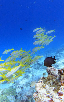 Colorful reef fish at Mnemba Atoll