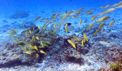 Colorful reef fish at Mnemba Atoll © Anna