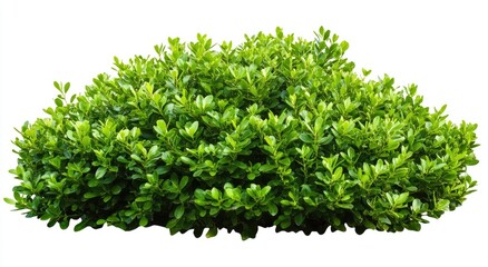 Obraz premium Lush green shrubbery cluster (1)