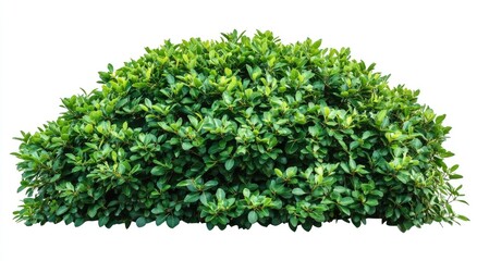 Fototapeta premium Lush green shrubbery cluster (2)