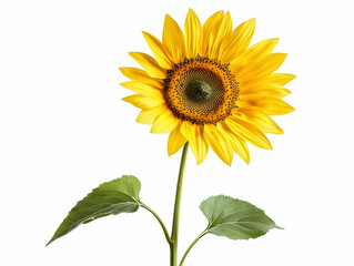 Obraz premium A vibrant sunflower standing tall against a clean white background, showcasing its bright yellow petals and green leaves.