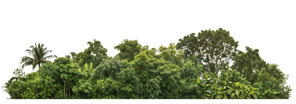 Lush green canopy of tropical trees and palm fronds viewed from a distance, showcasing dense vegetation against a transparent background