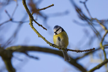 blue tit sitting on a branch, blue tit looks down,  blue sky and a small tit, small bird on a...