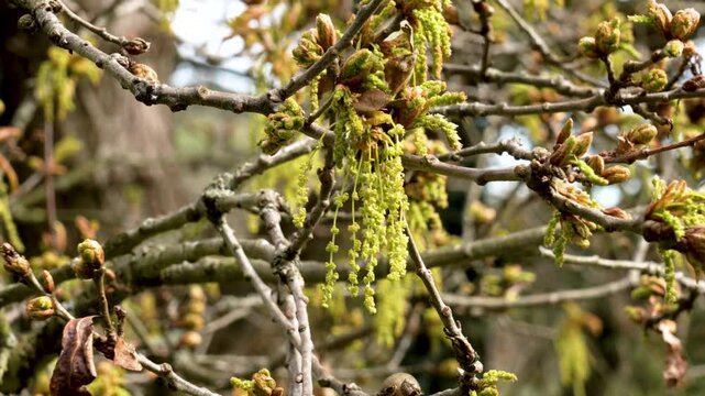 Male catkins of Quercus robur releasing pollen for wind pollination. Blooming oak tree in early spring. Woodland biodiversity concept. Close-up
