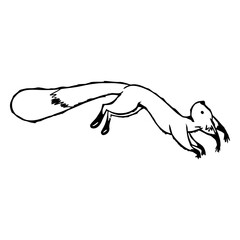 funny flying squirrel.