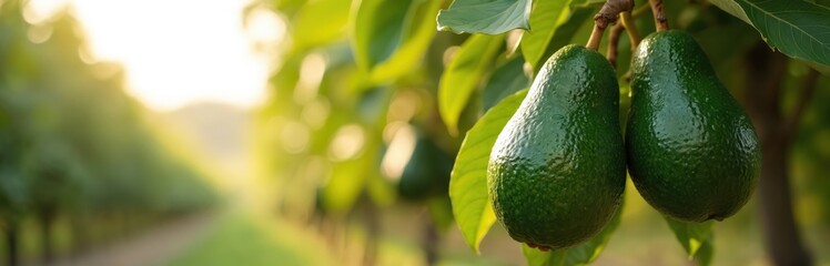 Avocado fruits grow on tree in orchard. Agriculture and fruit farming. Close-up of green avocados hanging from branch with leaves. Organic eco food rich in nutrients.