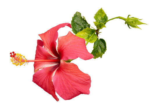  Hawaiian hibiscus, rose mallow , shoeblack plant (Hibiscus rosa-sinensis). Bright large red hibiscus flower. Flowers of Chinese hibiscus, China rose. Bunga raya