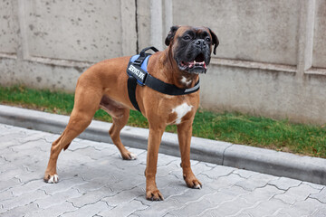 Cute service dog in vest on city street