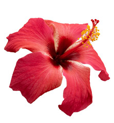  Hawaiian hibiscus, rose mallow , shoeblack plant (Hibiscus rosa-sinensis). Bright large red...