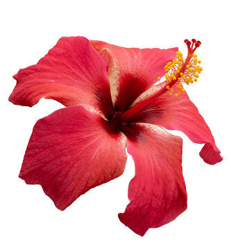 Fototapeta  Hawaiian hibiscus, rose mallow , shoeblack plant (Hibiscus rosa-sinensis). Bright large red hibiscus flower. Flowers of Chinese hibiscus, China rose. Bunga raya