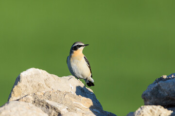 Northern Wheatear Oenanthe oenanthe male in breeding plumage on rock, Valladolid, Spain