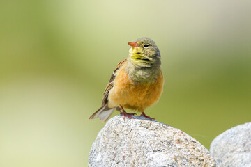 Ortolan Bunting Emberiza hortulana in Sierra de Gredos