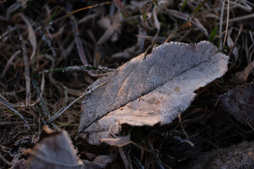 Frosted Leaf on Grass in Early Morning Light