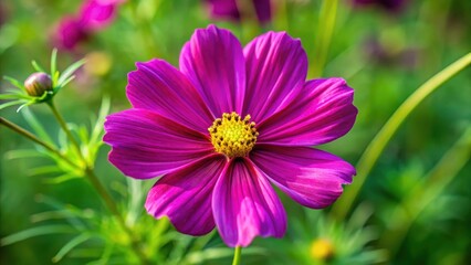 Obraz premium Delicate Cosmos flower blossom in a garden with vibrant purple petals and yellow center