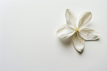 A delicate white flower with five petals rests gently on a light background, showcasing its simplicity and natural beauty.