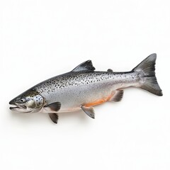 Raw salmon fish isolated on white background