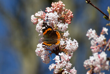 Red admiral butterfly (Vanessa Atalanta) perched on a white flower in Zurich, Switzerland © Janine