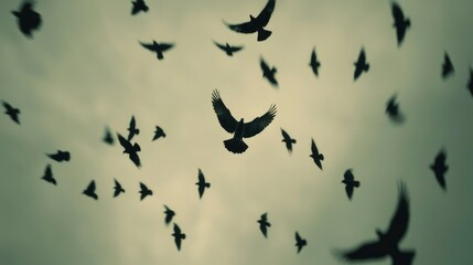 Fototapeta premium Flock of birds soaring in the sky