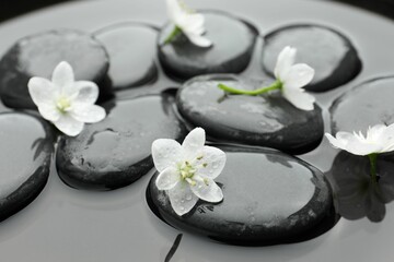 Spa stones and flowers in water, closeup