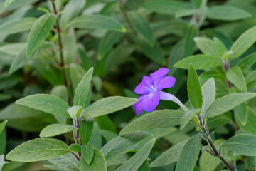 緑の葉に映える紫色の花