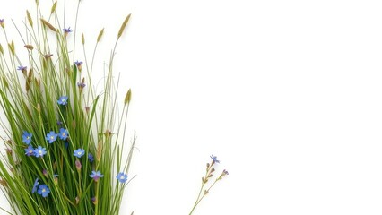 Bunch of meadow grass with separate stems and little blue flowers on white background, flowers, botanical
