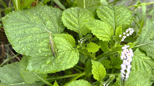 green cricket on the grass