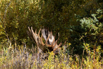 Bull Moose During the Rut in Autumn in Wyoming