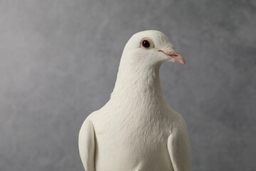 One beautiful white dove on grey background