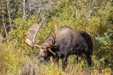 Bull Moose During the Rut in Autumn in Wyoming