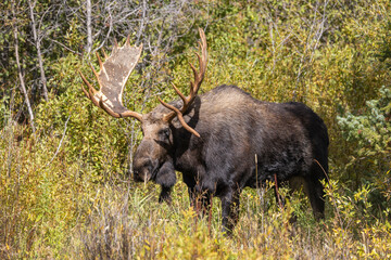 Bull Moose During the Rut in Autumn in Wyoming