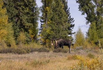 Bull Moose During the Rut in Autumn in Wyoming