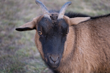 Curious Brown Goat Looking at Camera
