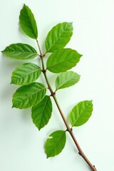Green tree branches isolated on a white surface, leafy branch, plant stem, tree branch