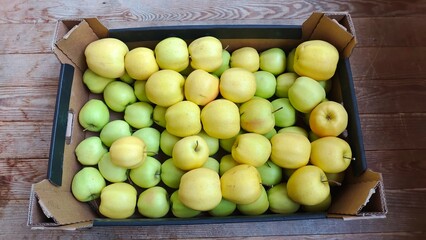 A cardboard box stands on a wooden plank floor. It is filled with ripe green and yellow apples. Autumn harvest of healthy fruits