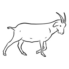 goat horn hoof tail sketch.