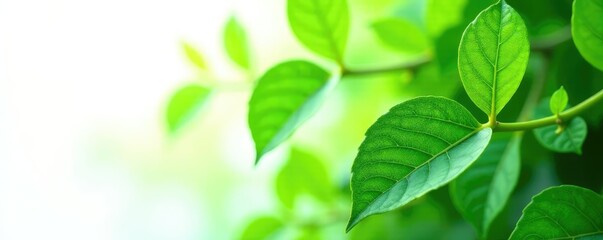 Leafy greens with stems and veins isolated on white background, leaves, nature