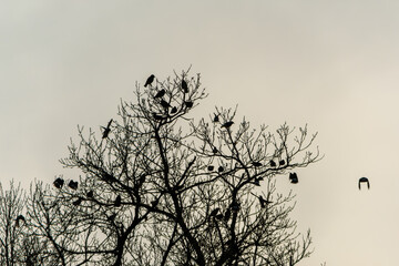 冬の木に止まる鳥たちのシルエット