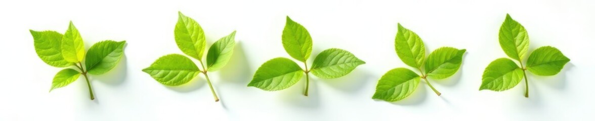 Fototapeta premium Sprigs of isolated leaves on a plain white background with warm sunlight, green, natural