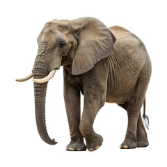 Obraz premium elephant isolated on white or transparent background, png