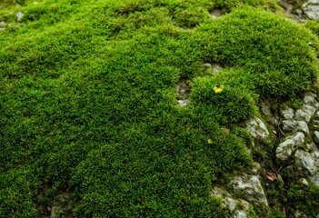 Obraz premium Lush green moss texture covering a rock surface, dense and vibrant natural growth