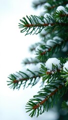 Obraz premium Spruce needles isolated on a snowy background, white, tree, pine