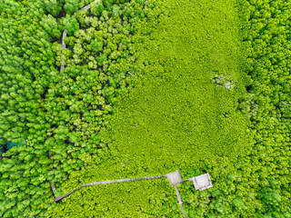 Aerial view mangrove forest ecosystem. Significant economic value in carbon credits, ecosystem...