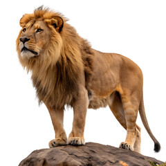 Obraz premium lion panthera leo on white or transparent background, png
